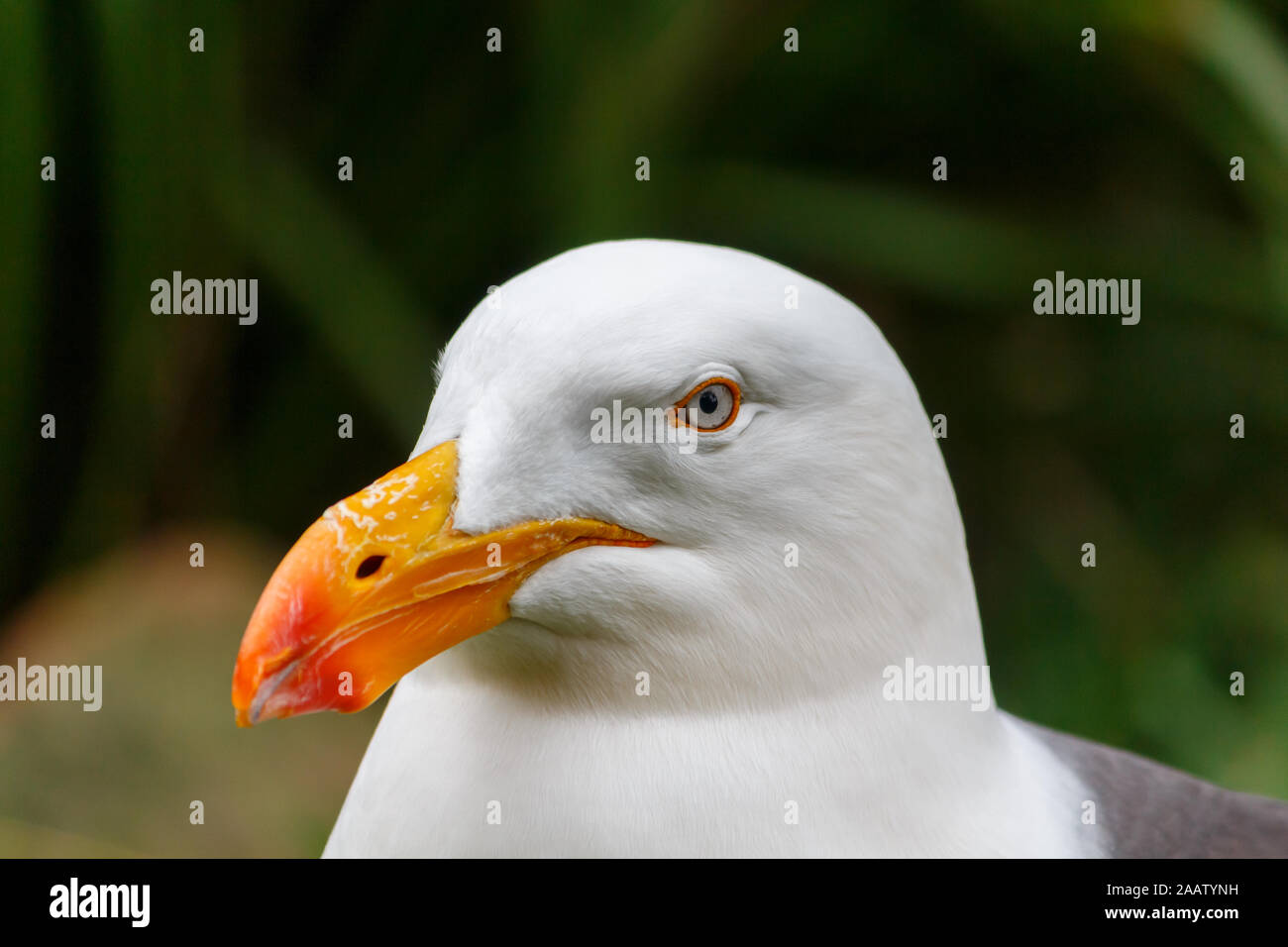 White Pacific seagull Nahaufnahme Kopf portrait Stockfoto