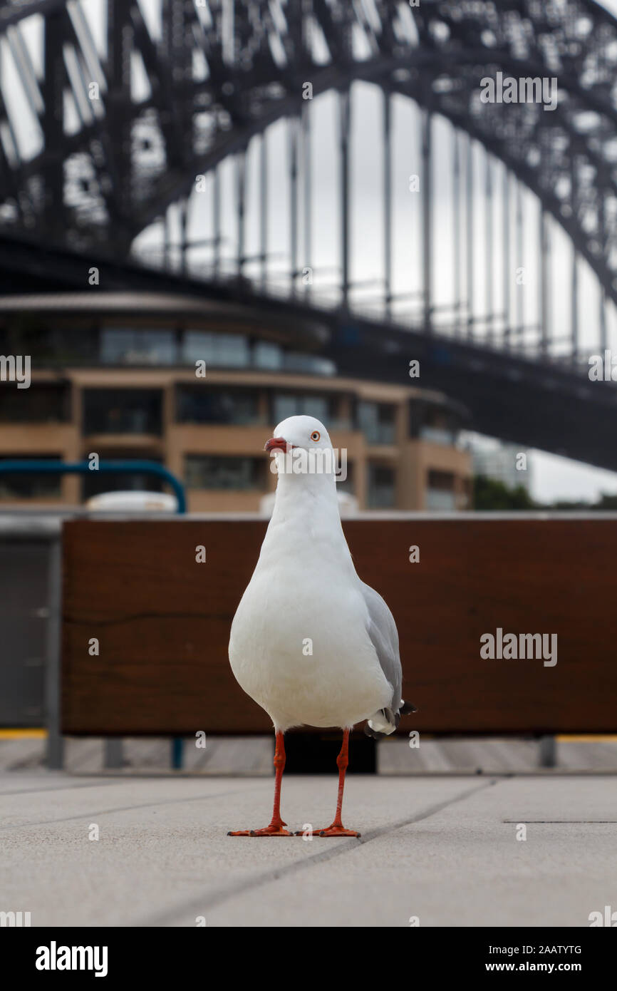 Weiße Möwe mit der Sydney Harbour Bridge im Hintergrund Stockfoto