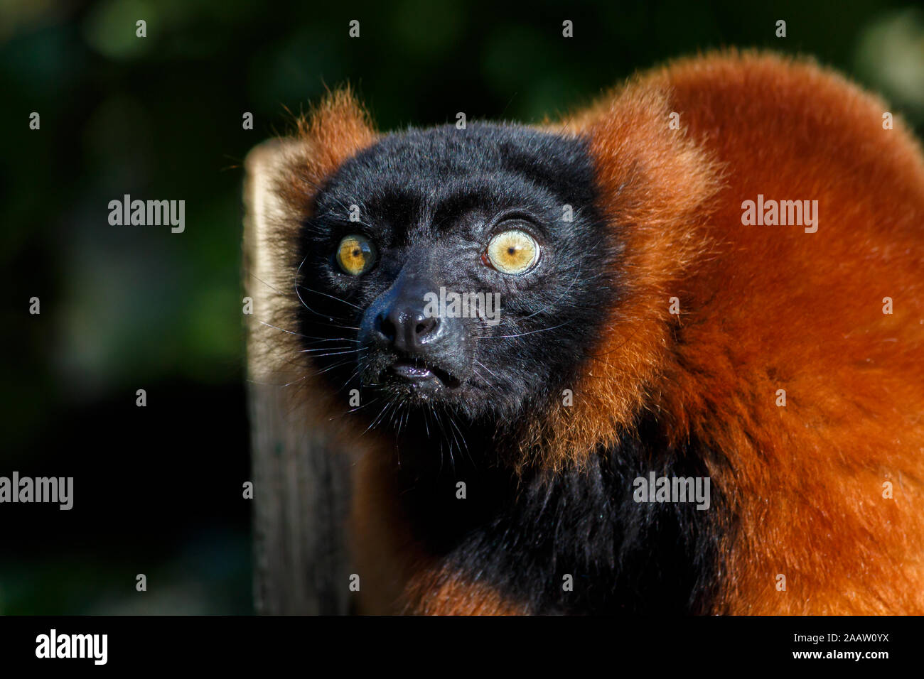 Ein roter Vari in Richtung Kamera schaut Stockfoto