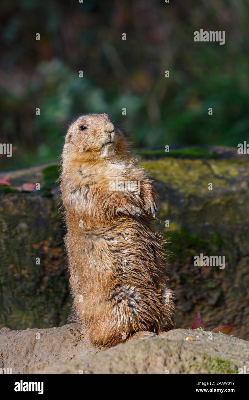 Braun Prairie Dog Stehend an Kamera suchen Stockfoto