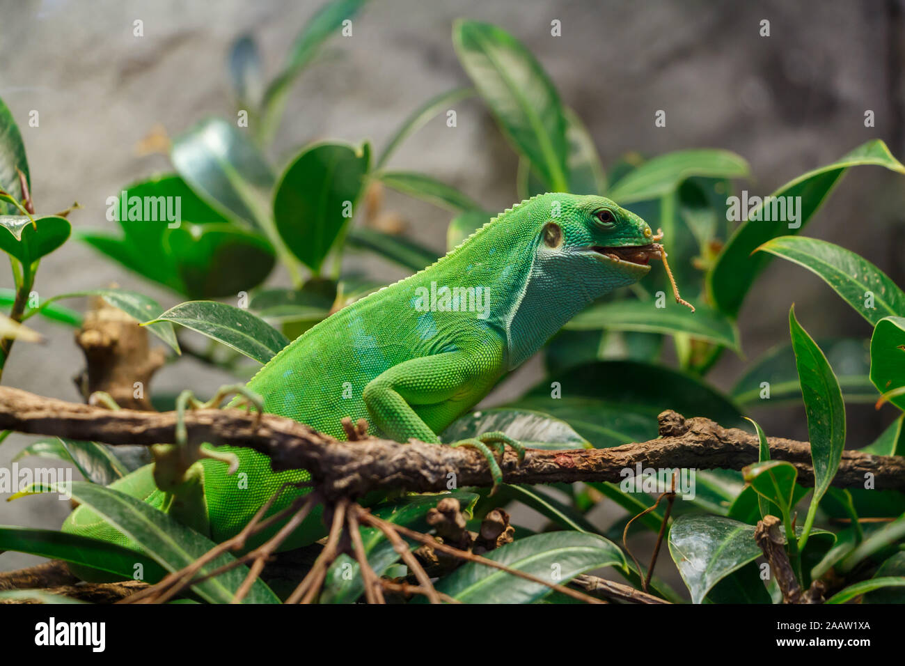 Fidschi Kurzkammleguan mit Essen in seinen Mund Stockfoto