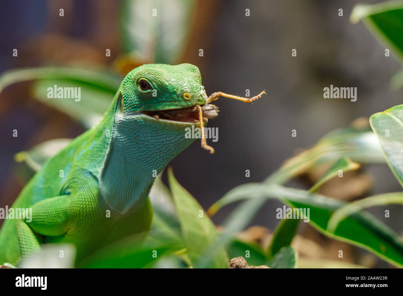Fidschi Kurzkammleguan mit Essen in seinen Mund Stockfoto