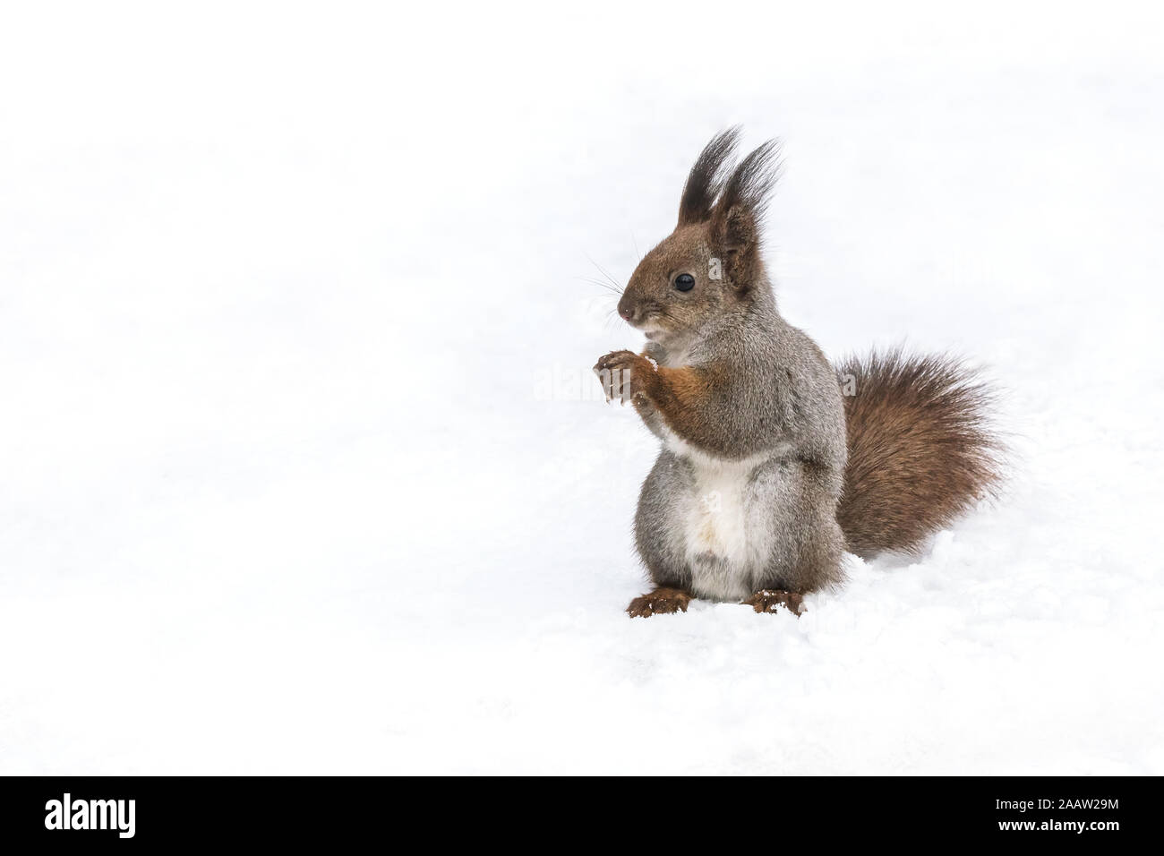 Lustige rote Eichhörnchen stehend mit Mutter auf weißem Hintergrund Stockfoto