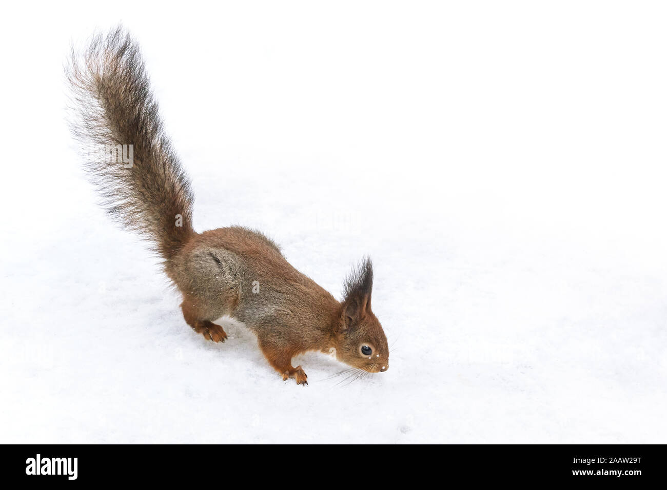 Kleine rote Eichhörnchen sucht nach Essen in Winter Park Stockfoto