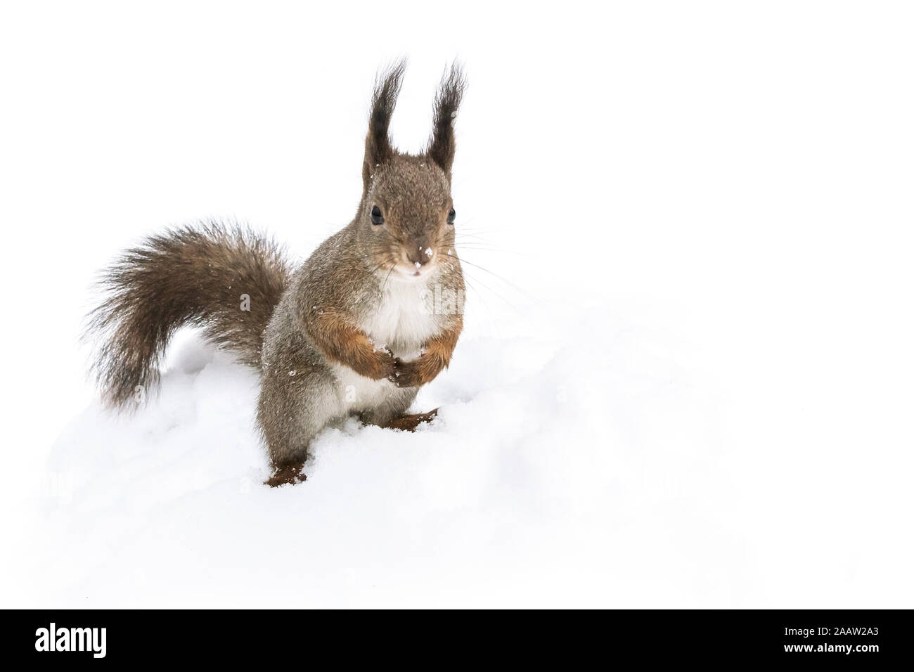 Flauschige kleine rote Eichhörnchen sitzt im weißen Schnee im Park Detailansicht Stockfoto