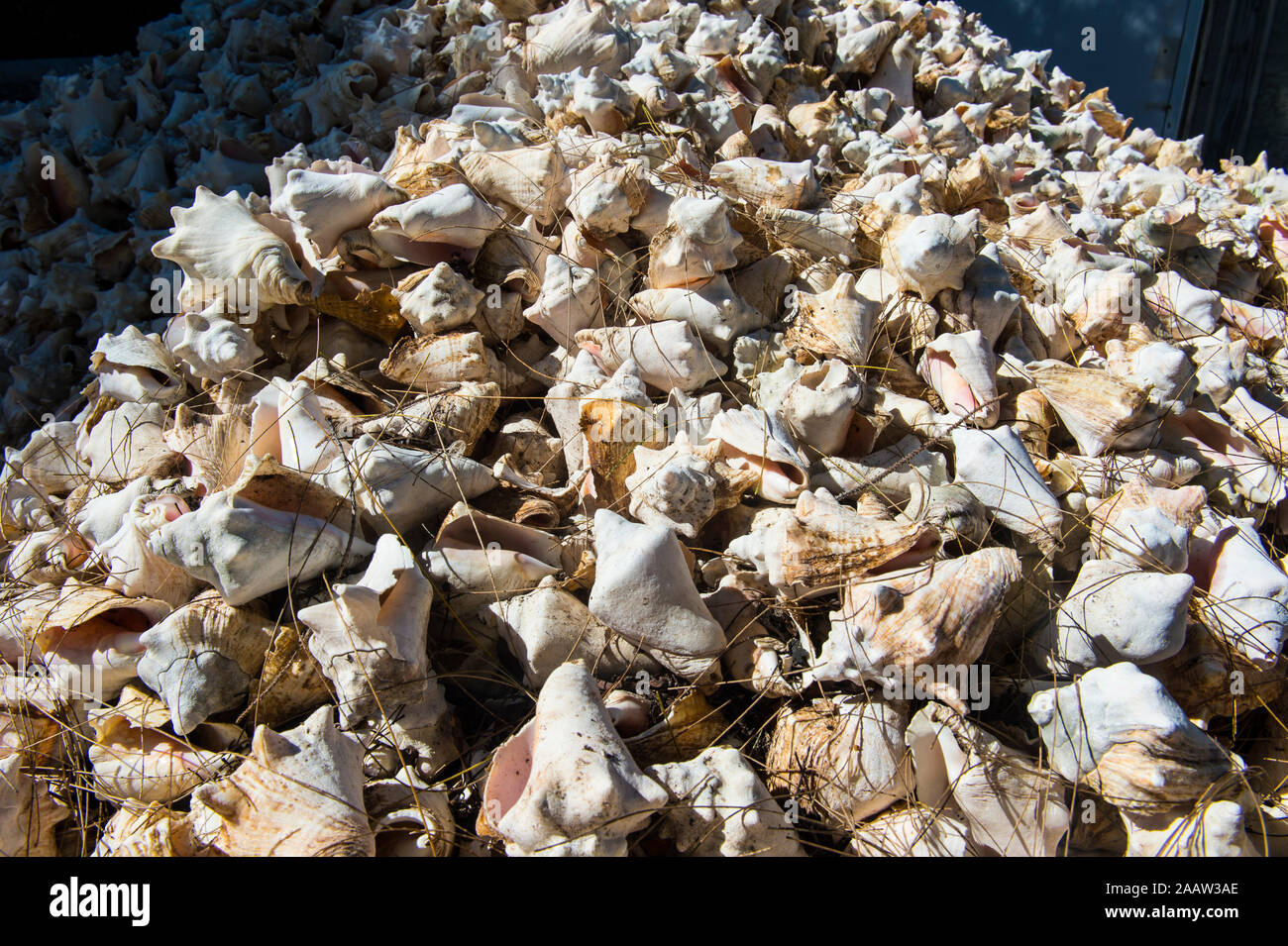 Full Frame geschossen von Muscheln auf der Farm, Providenciales, Turks- und Caicosinseln Stockfoto