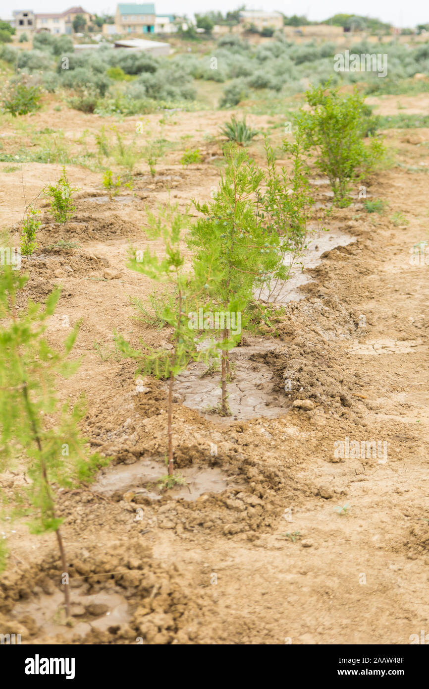 Reihen von überzogenen jungen Bäumen und Sträuchern auf dem Land Garten Stockfoto