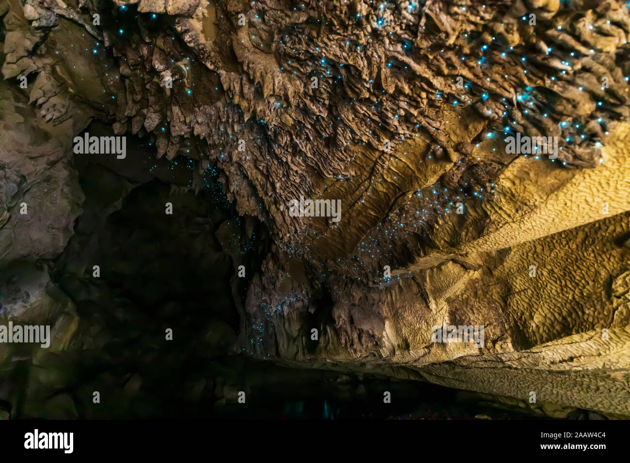 Low Angle View von arachnocampa Luminosa in Waipu Höhle, Neuseeland Stockfoto