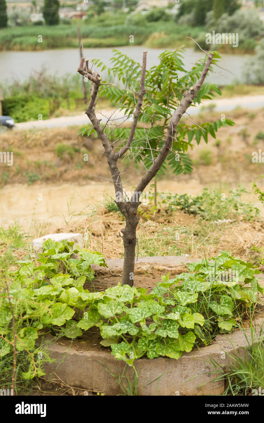 Gepflanzt jungen Baum und Traubenblätter auf dem Boden und see im Hintergrund Stockfoto