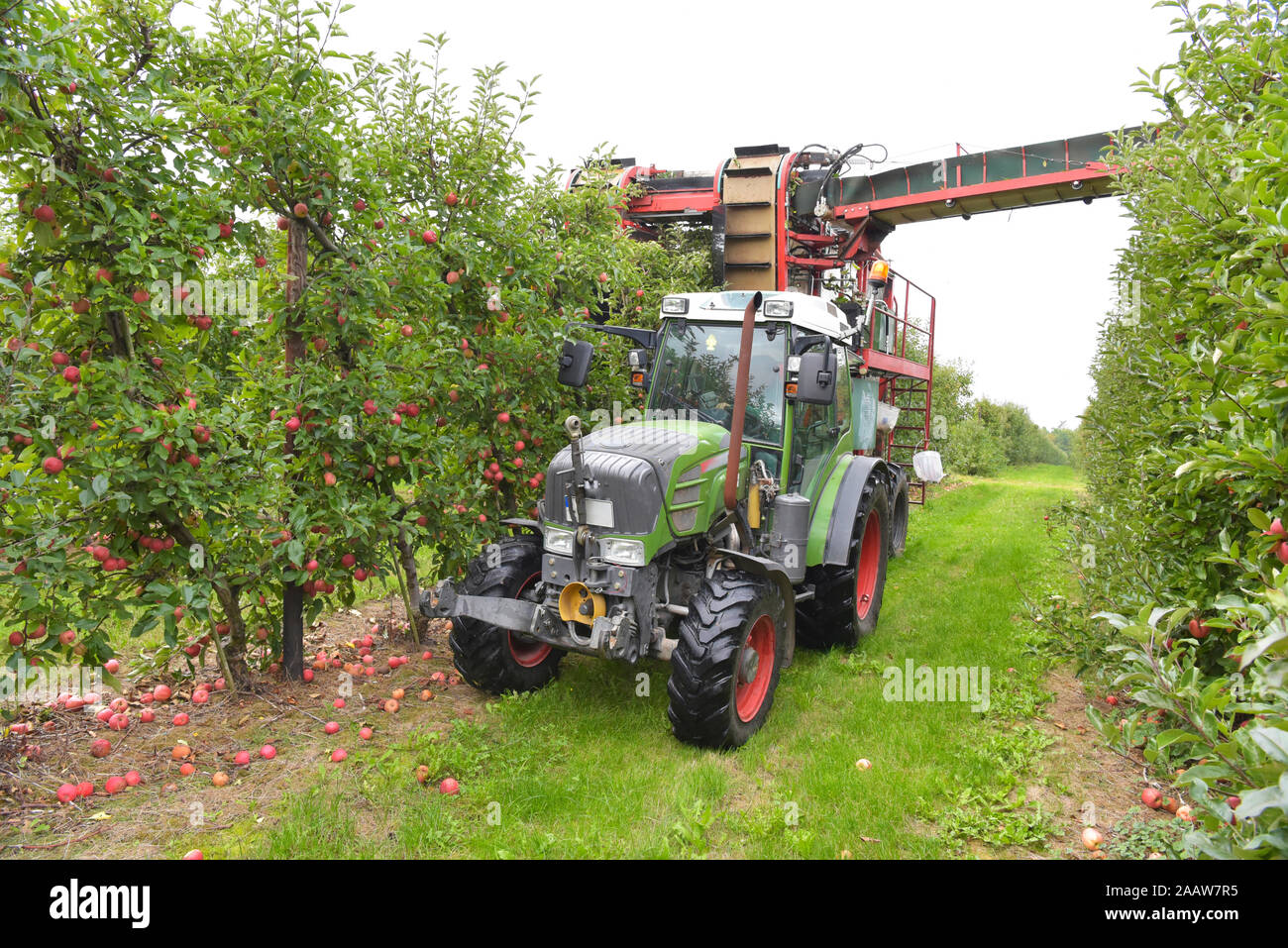 Apple Ernte auf einer Plantage, Harvester für Automatisierung Stockfoto