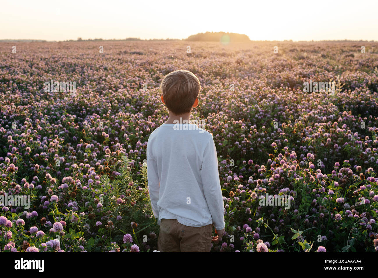 Junge stehend auf einem Klee Feld Stockfoto