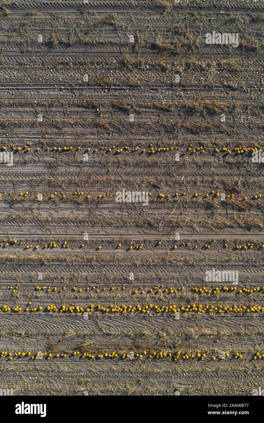Kürbis Feld an erntezeitraum, Luftaufnahme Stockfoto