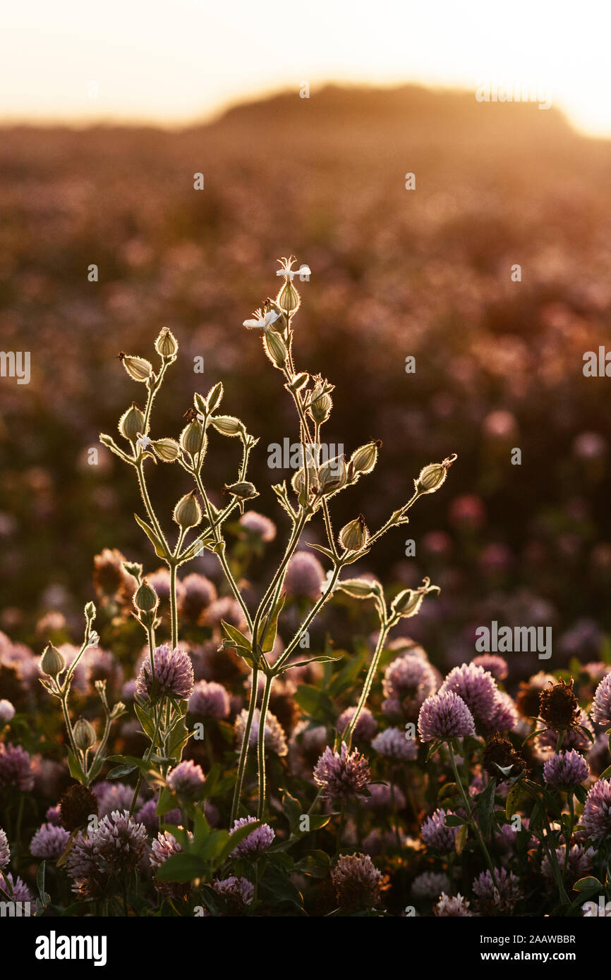 Blume in einem Klee Feld bei Sonnenuntergang, Ryazan, Russland Stockfoto