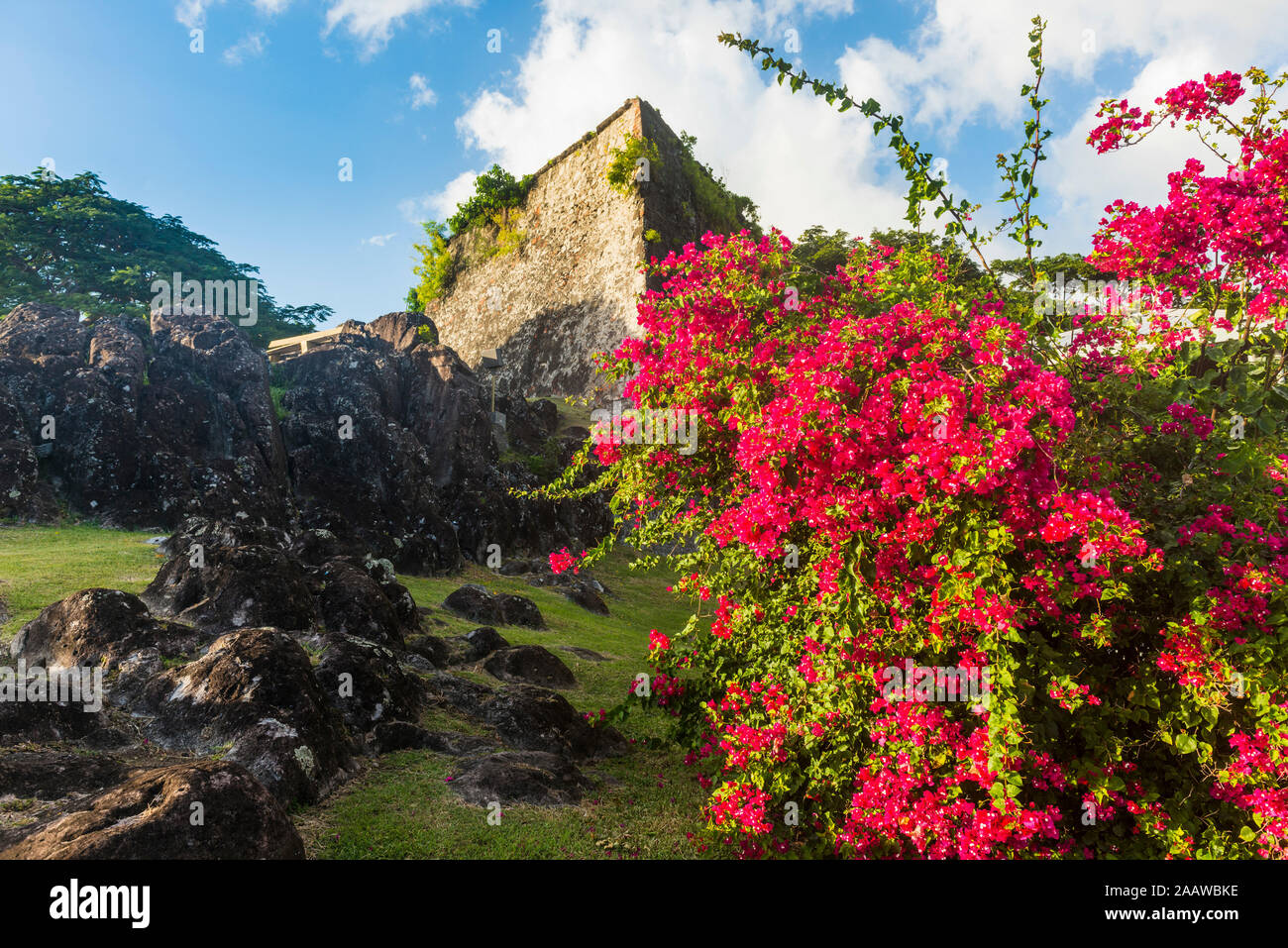 Blumen wachsen von Fort George auf Grenada, Karibik Stockfoto