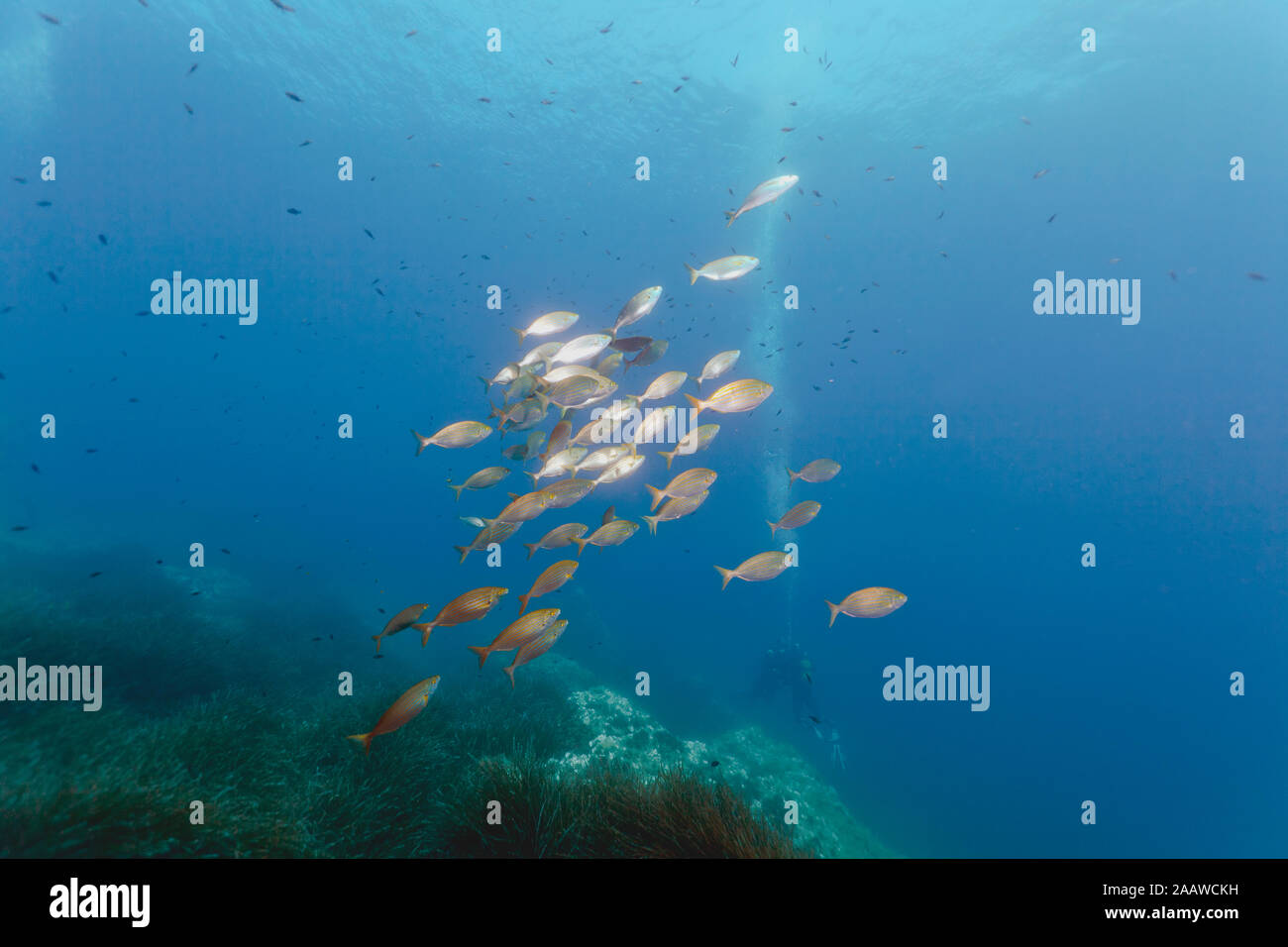 Gold Streifen schwimmen im Meer, während Taucher an Seegras Wiese, Calvi, Korsika, Frankreich Stockfoto