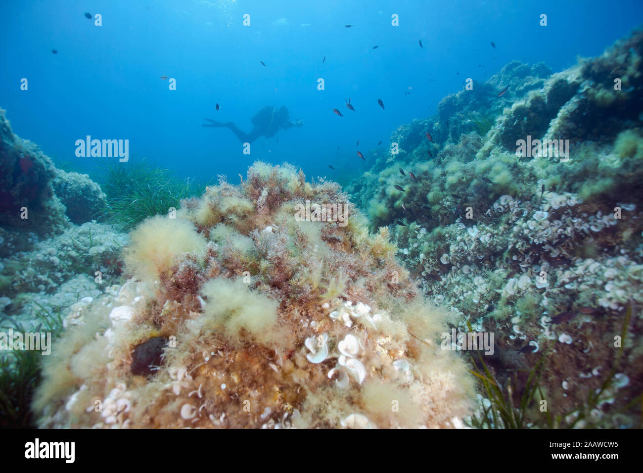 Frankreich, Korsika, Sagone, Unterwasser Blick auf Scuba diver Erkundung reef Stockfoto