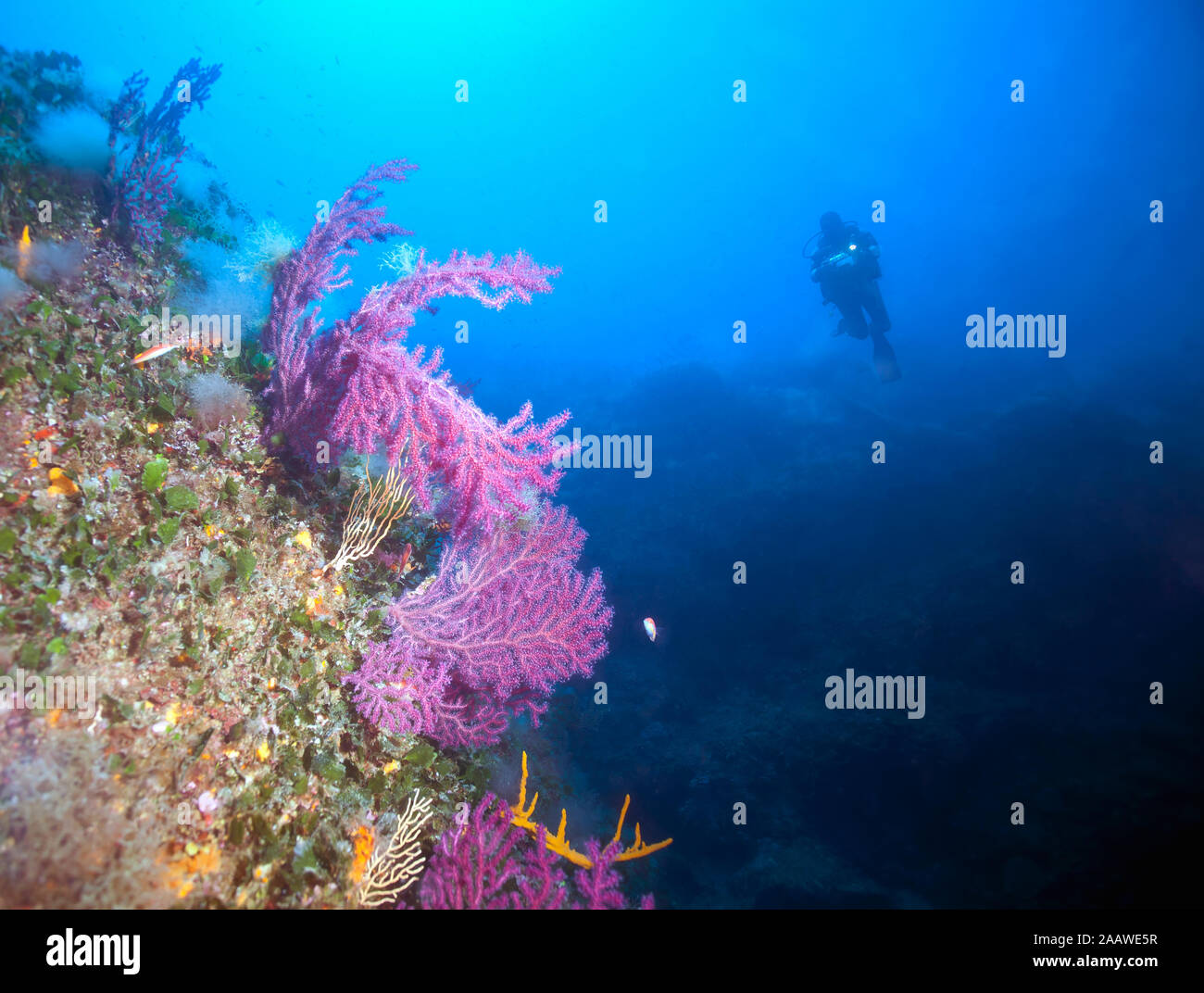 Frankreich, Korsika, Tizzano, Unterwasser Blick auf Scuba Diver schwimmen in Richtung Meer violescent - Peitsche Stockfoto