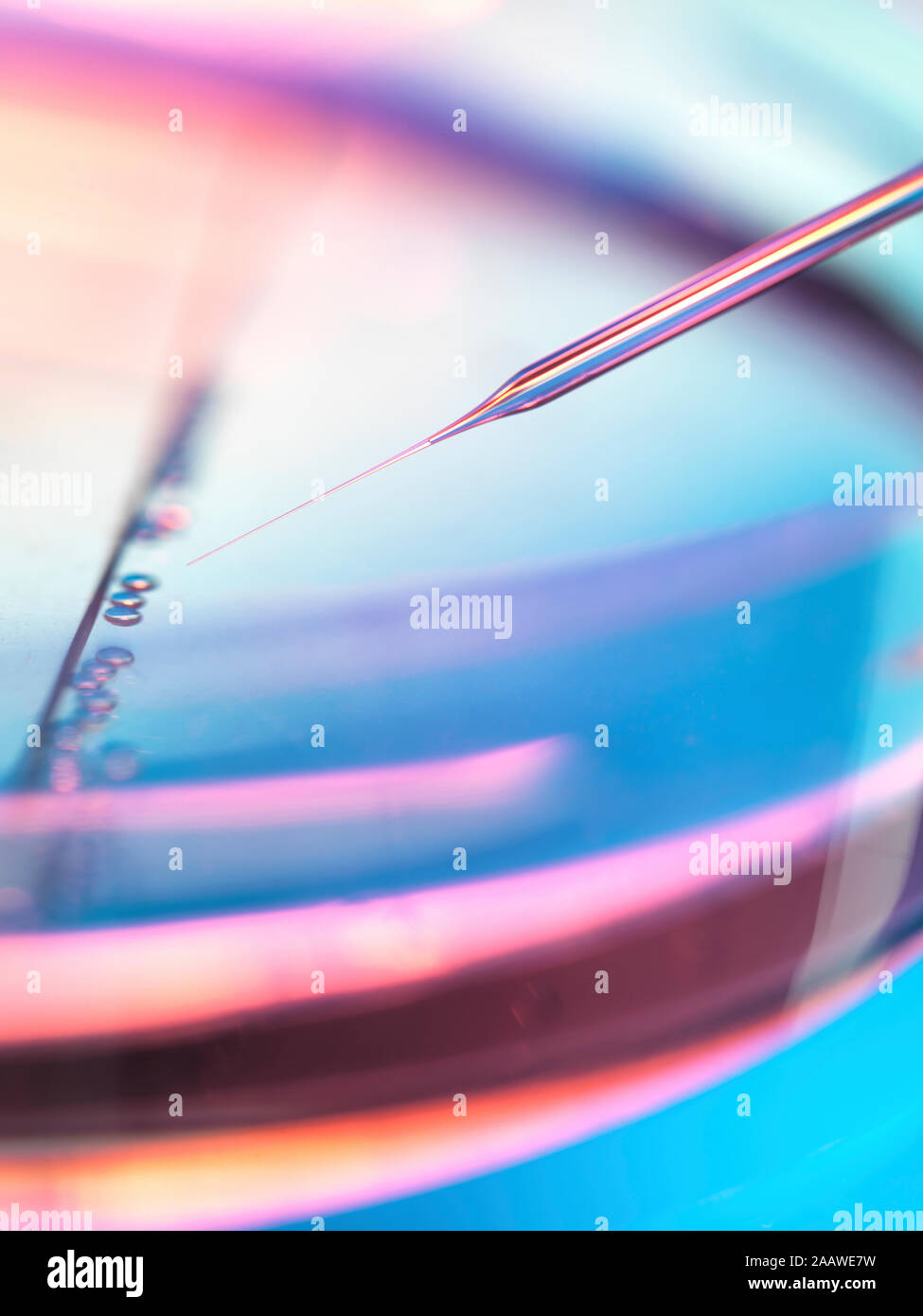 Extreme close-up von Proben Pipettieren in Petrischale für Stammzellen Experiment im Labor Stockfoto