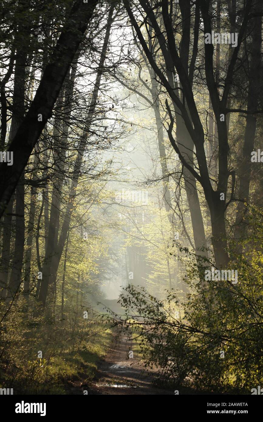 Land straße durch misty Frühlingswald in der Morgendämmerung. Stockfoto