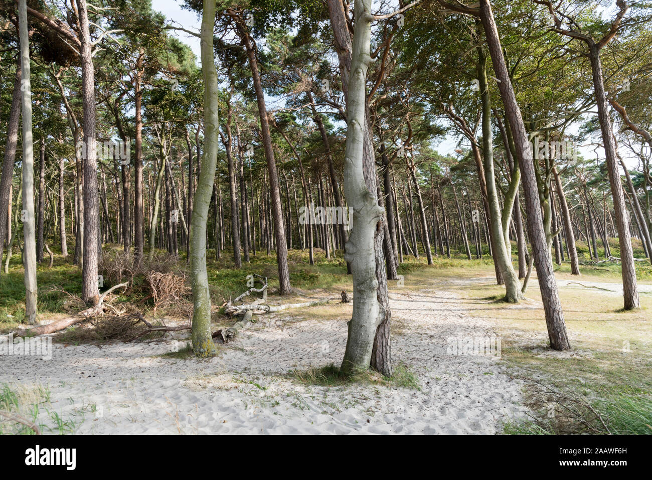 Malerischer Blick auf Bäume wachsen auf Flächen, die in der Darßer Wald, Deutschland Stockfoto