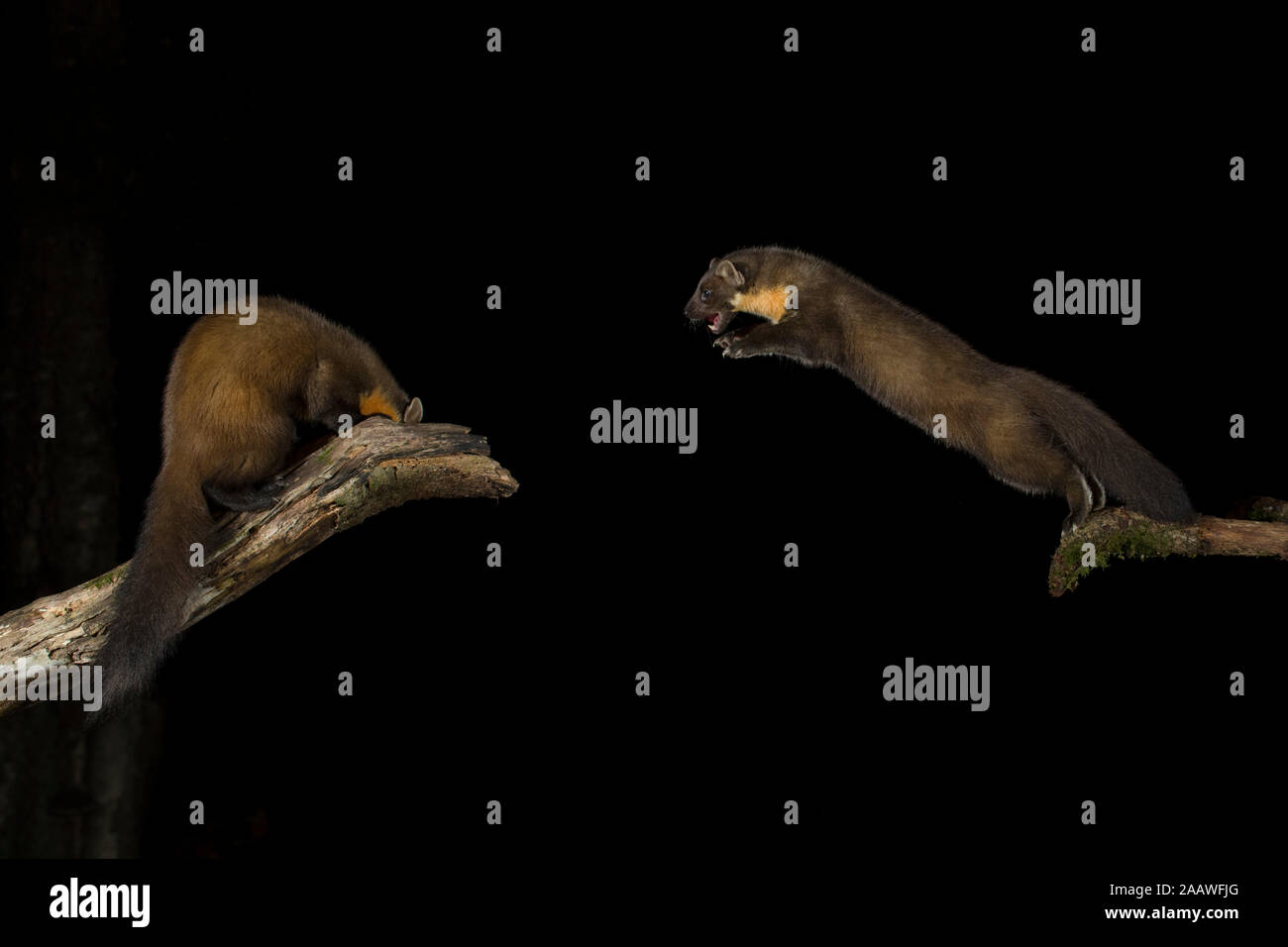 Baummarder, Martes martes, aggressiv, Springen von Ast bei Nacht Stockfoto