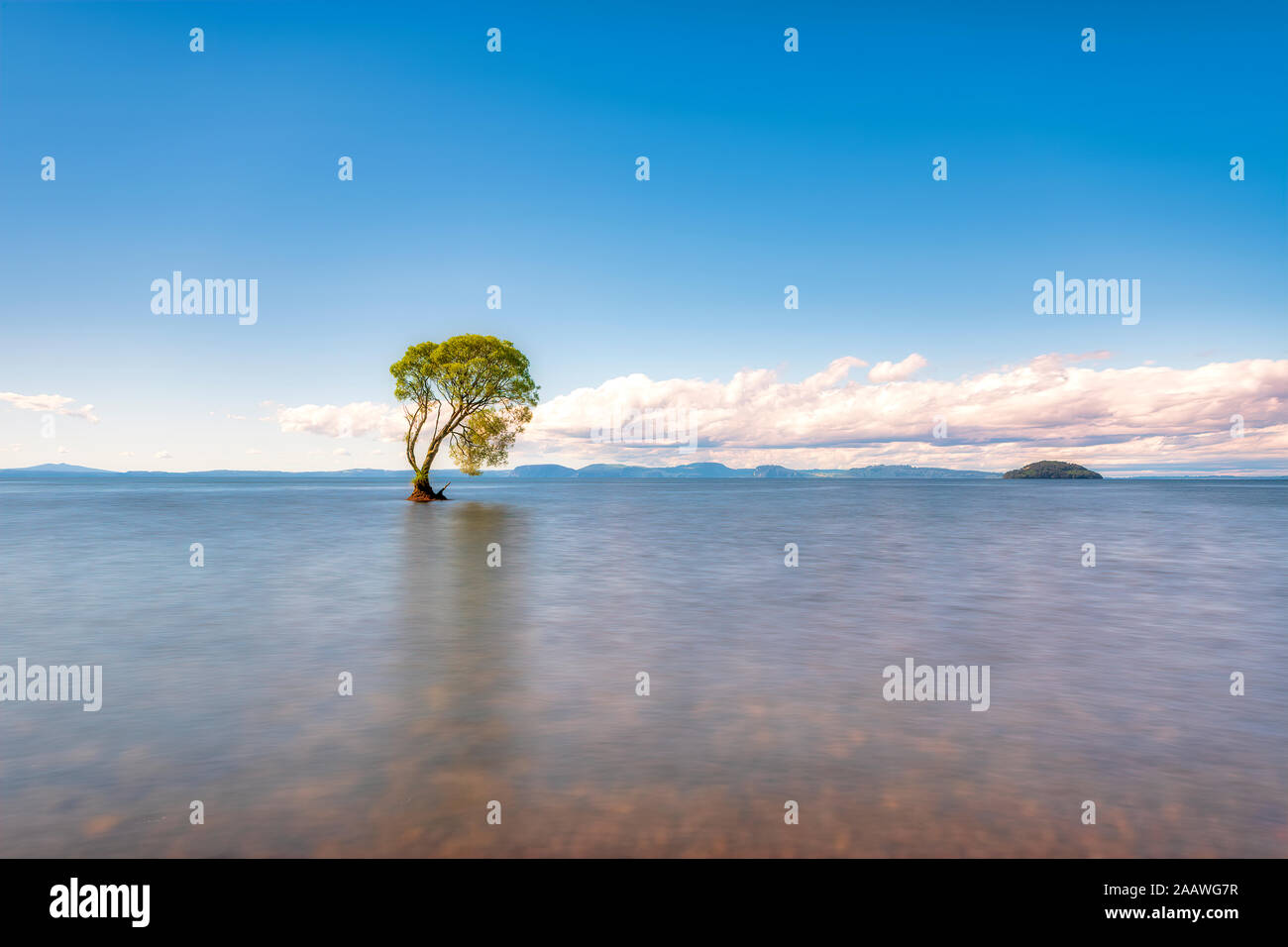 Baum im Lake Taupo, Südinsel, Neuseeland Stockfoto