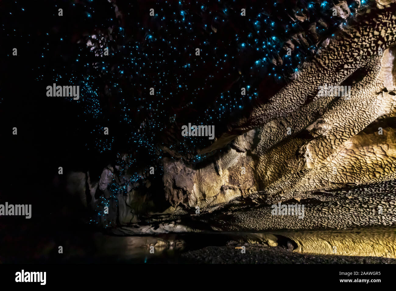 Low Angle Blick auf das beleuchtete Arachnocampa luminosa in Waipu Höhle, Neuseeland Stockfoto