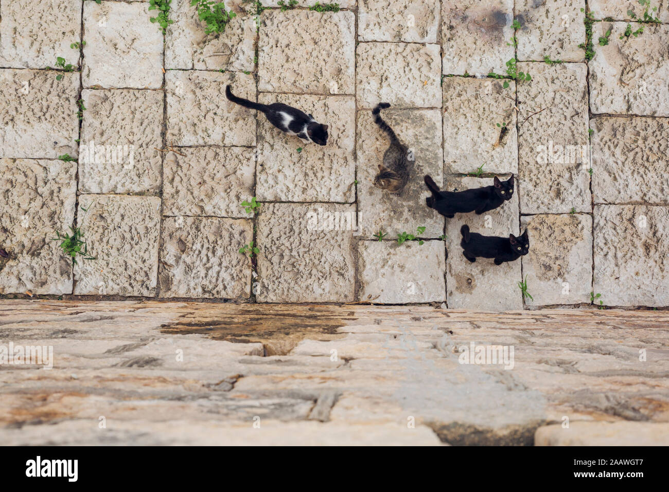 Vier Katzen auf Steinboden. Stockfoto