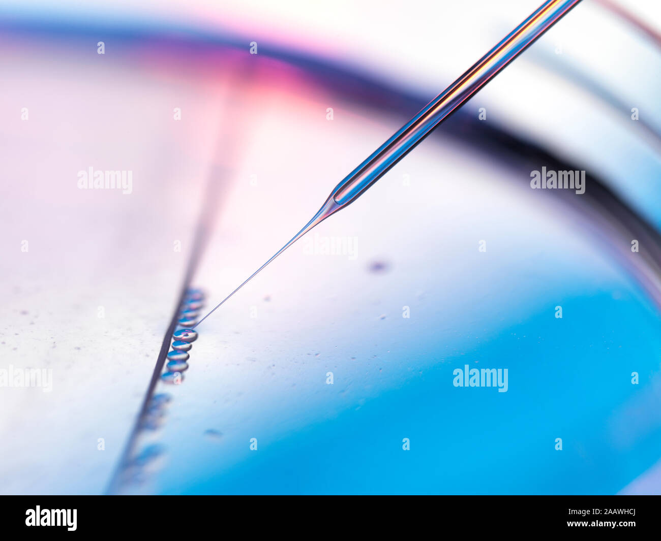 Close-up von Proben Pipettieren in Petrischale für Stammzellen Experiment im Labor Stockfoto