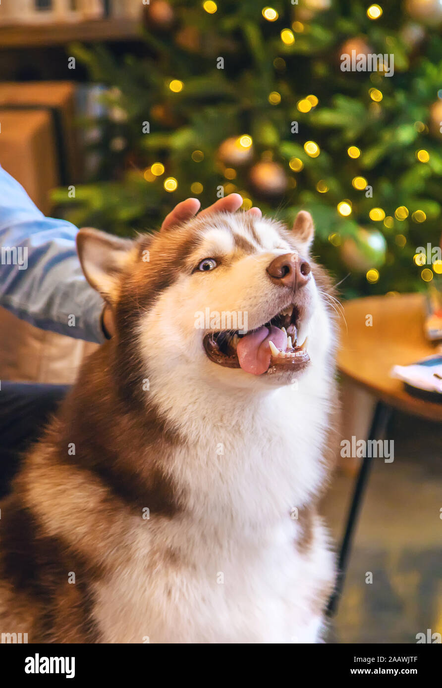 Husky Hund auf einem Weihnachten Hintergrund. Selektive konzentrieren. Urlaub. Stockfoto