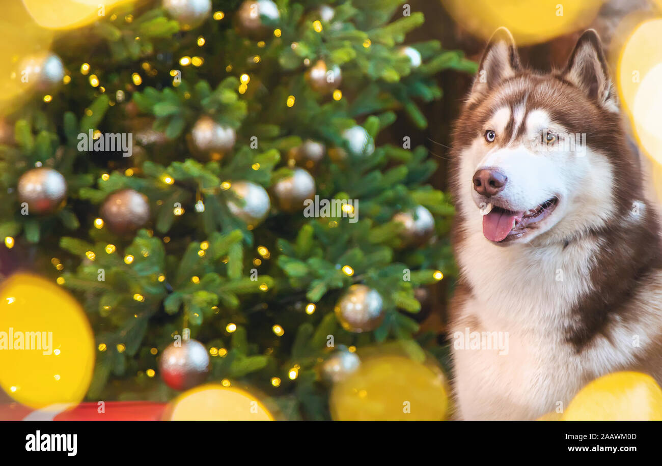 Husky Hund auf einem Weihnachten Hintergrund. Selektive konzentrieren. Urlaub. Stockfoto