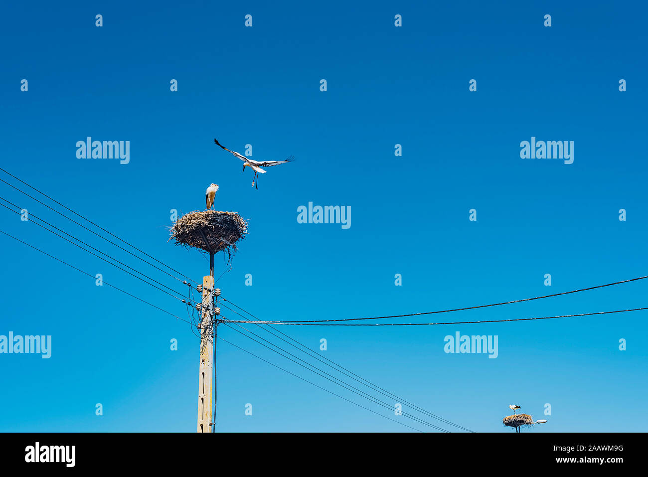 Low Angle View der Vögel über Nester auf Strommasten gegen den klaren blauen Himmel, Polen Stockfoto