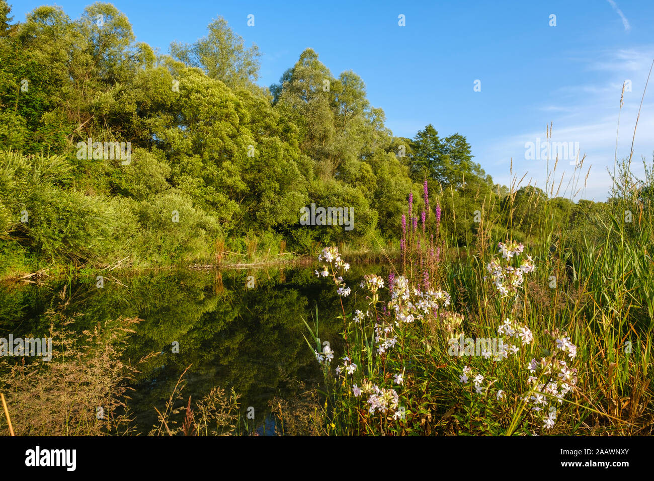 Bäume und Pflanzen wachsen an der Seite Arm der Isar, Naturschutzgebiet Isarauen in der Nähe von Geretsried, Bayern, Deutschland Stockfoto