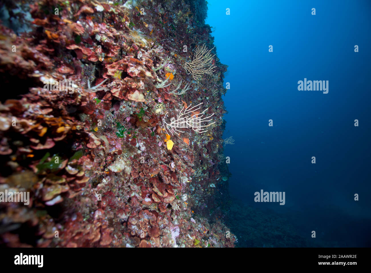 Unterwasser Riff mit kleinen Gorgonien in Meer, Sagone, Korsika, Frankreich Stockfoto