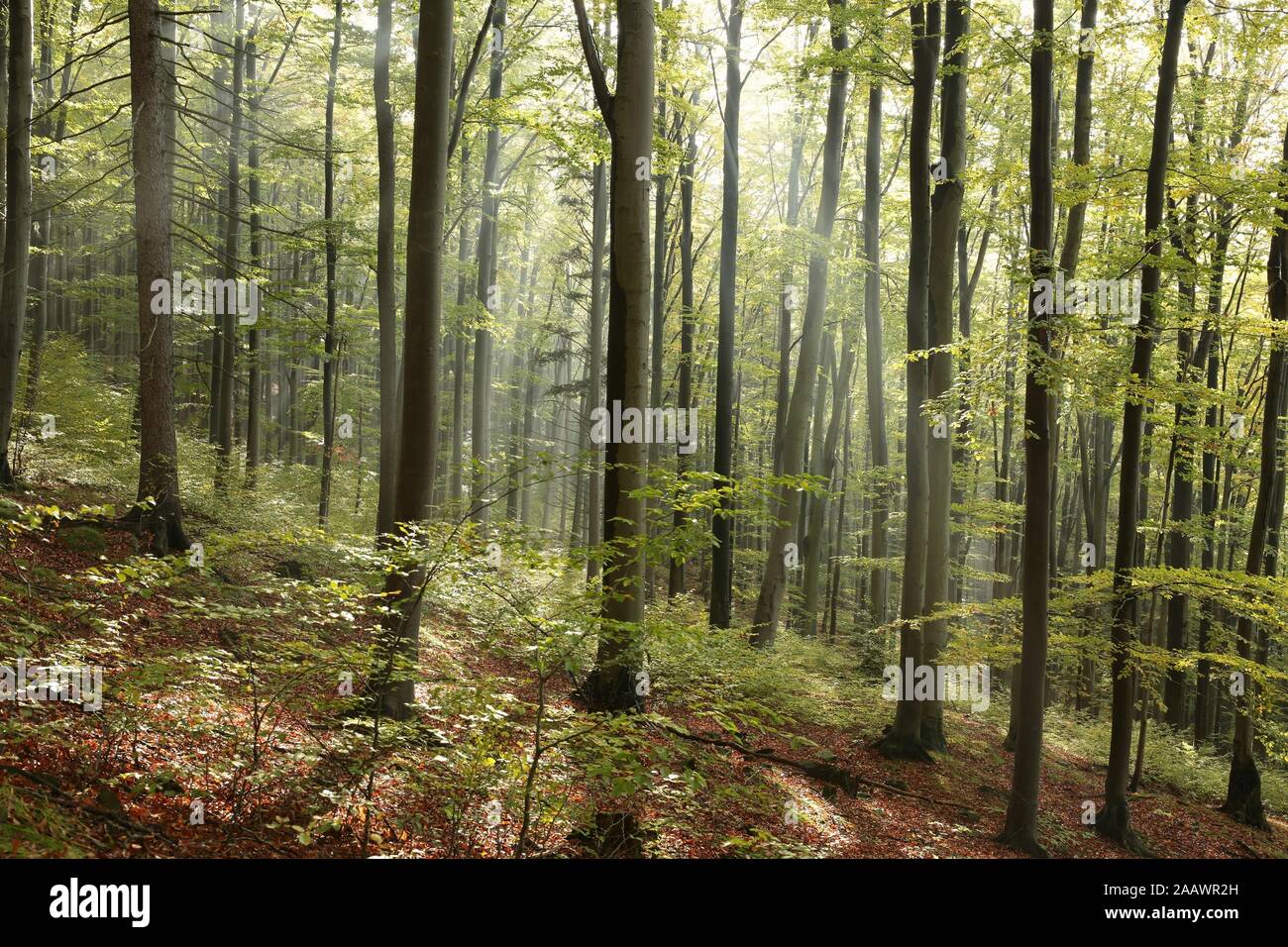 Herbst Buchenwald nach dem Regen in der Sonne. Stockfoto