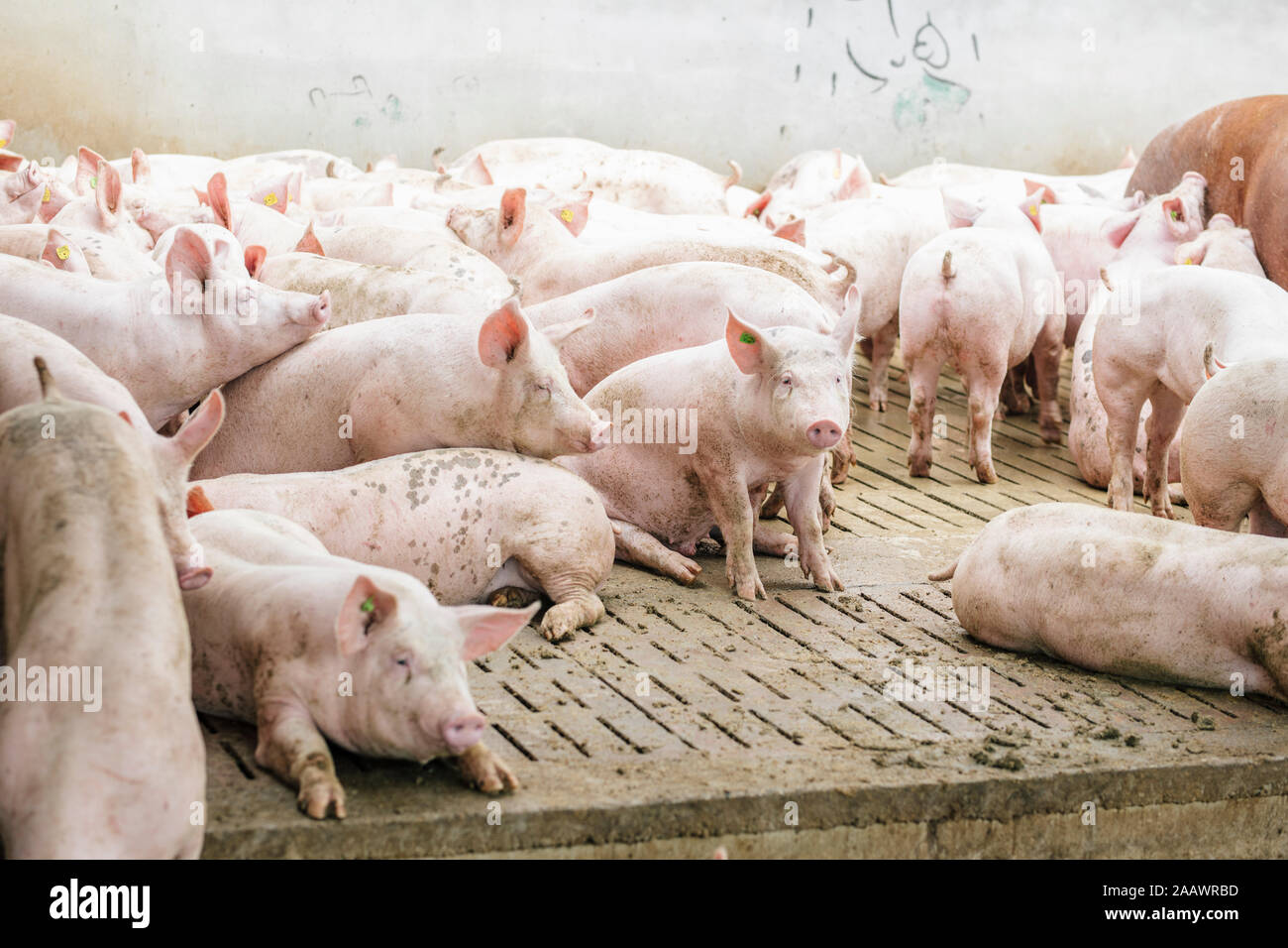 Schweine auf Parkett im Schweinestall Stockfoto