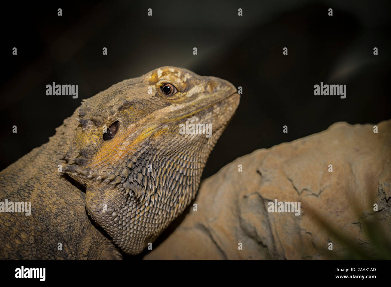 Nahaufnahme von einem großen grünen Leguan lateinischen Namen Iguana iguana im Süden Florida keys Key West. Stockfoto