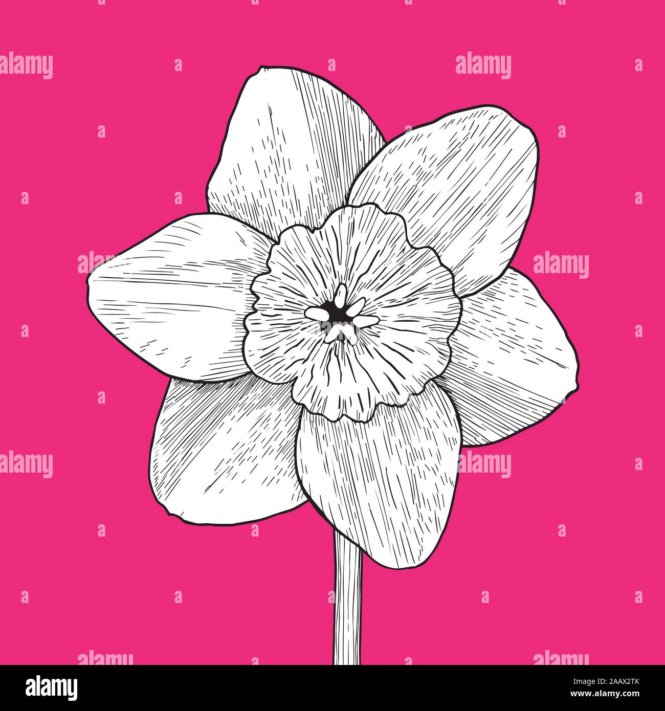 Zeichnung und Skizze Blüte mit schwarzer Linie - Kunst auf rosa Hintergrund. Design Element. Kann für Karten, Einladungen, Banner, Poster, Print Design verwendet werden. Stock Vektor