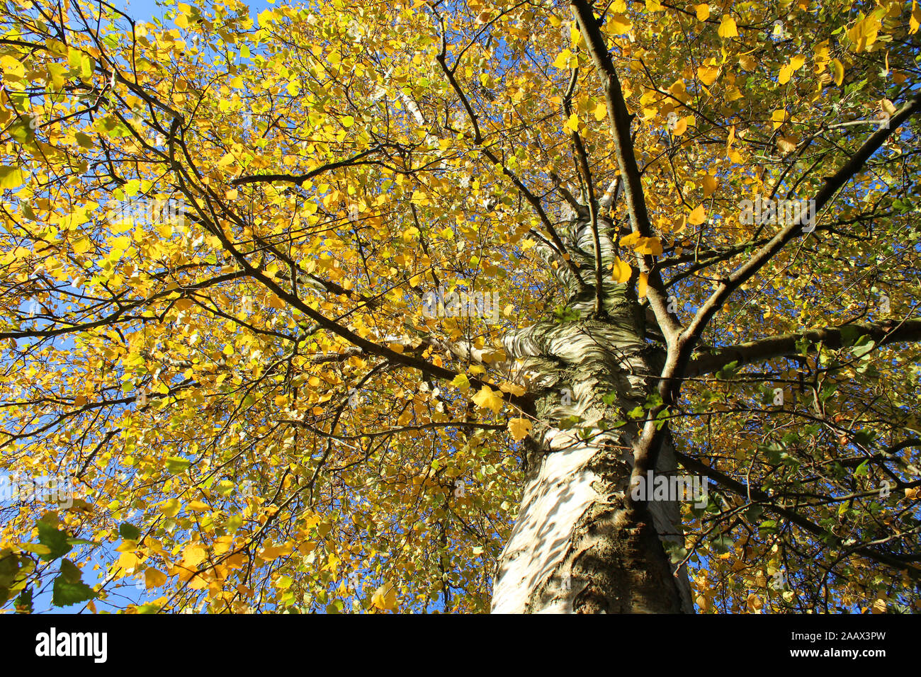 Auf der Suche nach oben durch einen silbernen Birke (Betula pendula) von unten, mit schönen gelben Blätter und die Farben des Herbstes. Lebendige Herbst Natur Hintergrund. Stockfoto