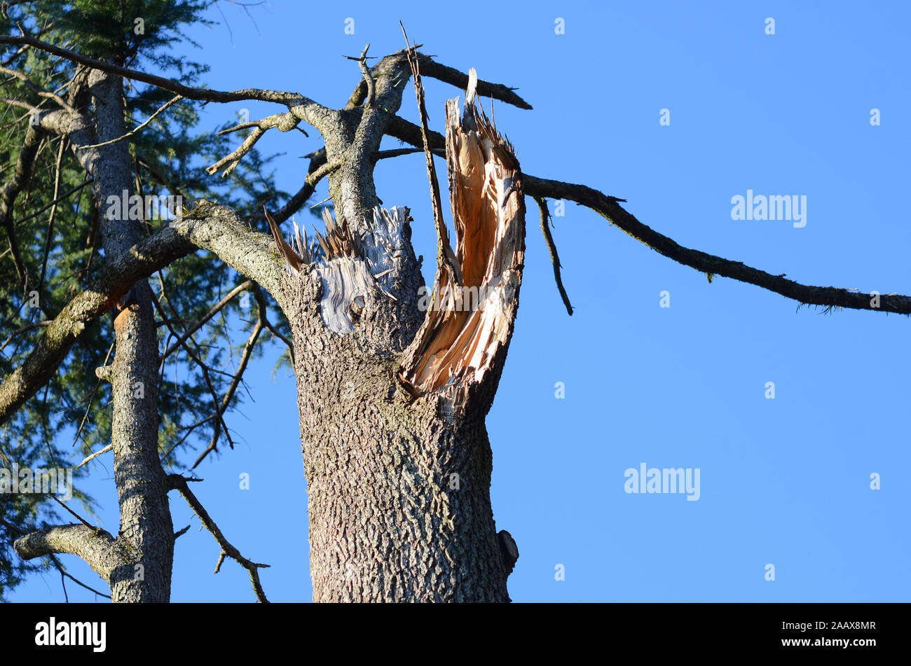 Ein Baum, der in einem Taifun in Kyoto, Japan, beschädigt wurde. Stockfoto