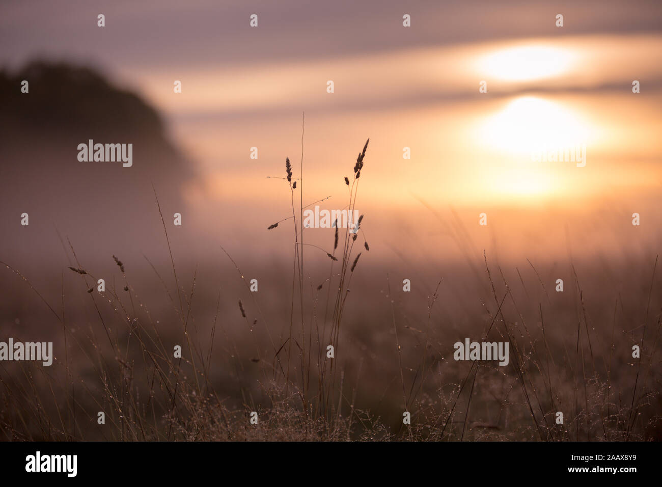 Sonnenaufgang über dem langen Gras im Richmond Park Stockfoto