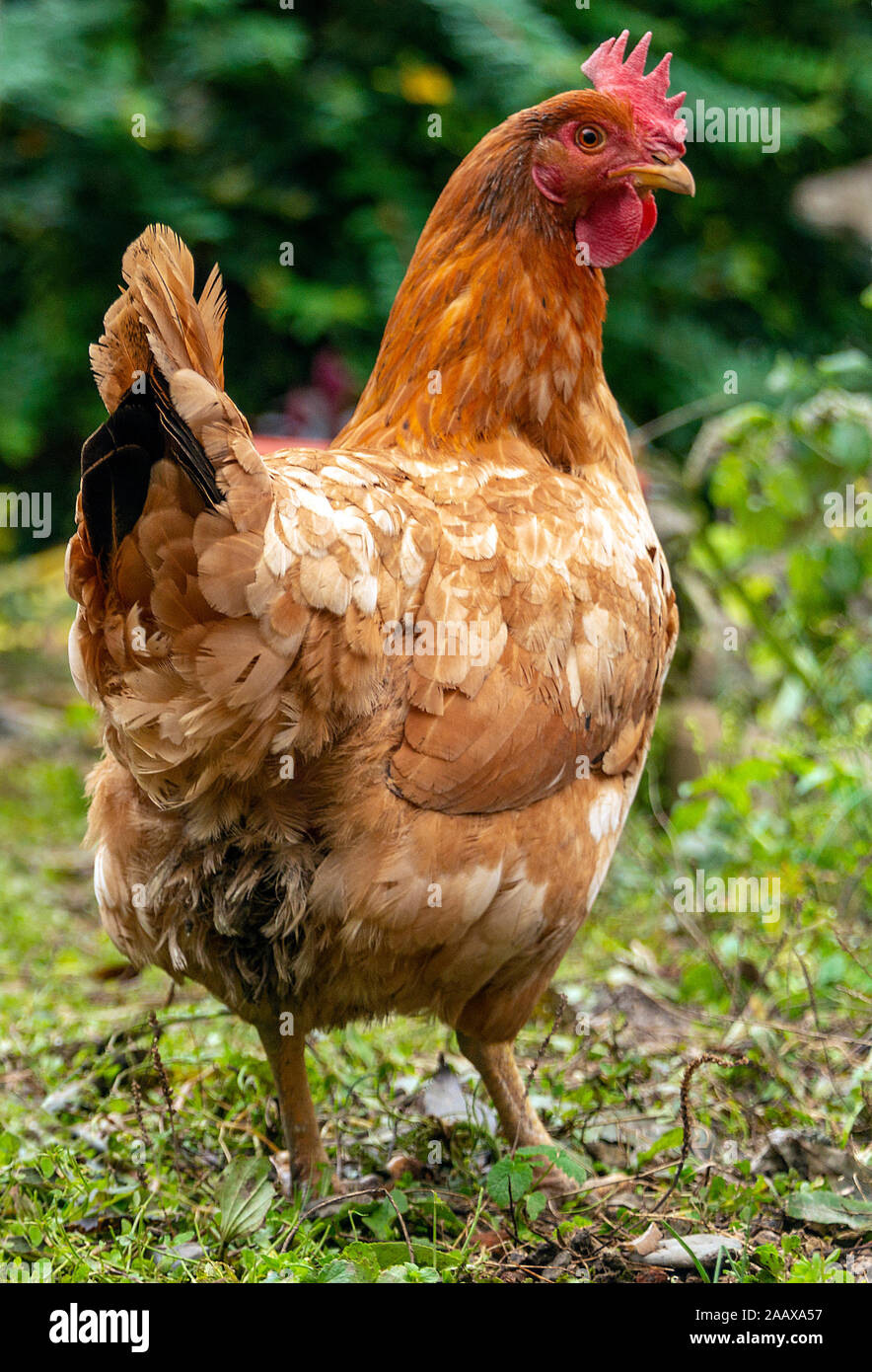 Ein Portraitformat im Rückansicht, das von einem gewöhnlichen Geflügelvögel oder einem australischstämmigen Chook, Gallus gallus domestcus, aufgenommen wurde. Der Kopf der Fäustchen wird zur Seite gedreht. Stockfoto