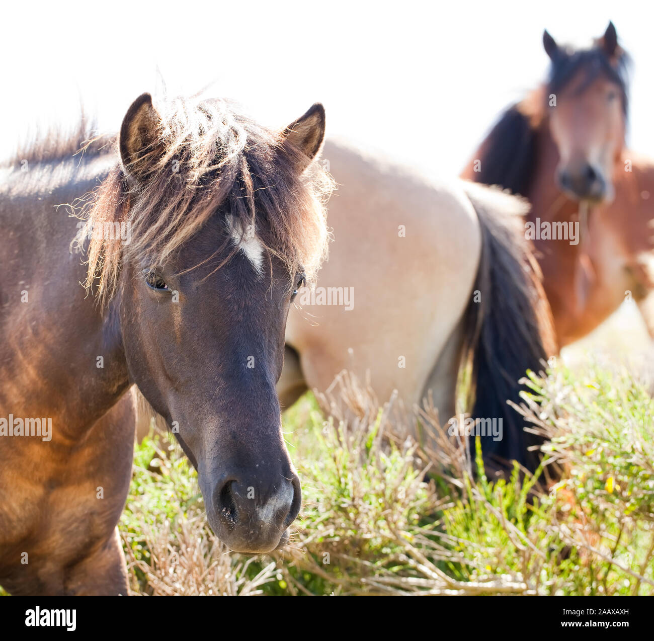 Gruppe von Pferden gegen das Sonnenlicht Stockfoto