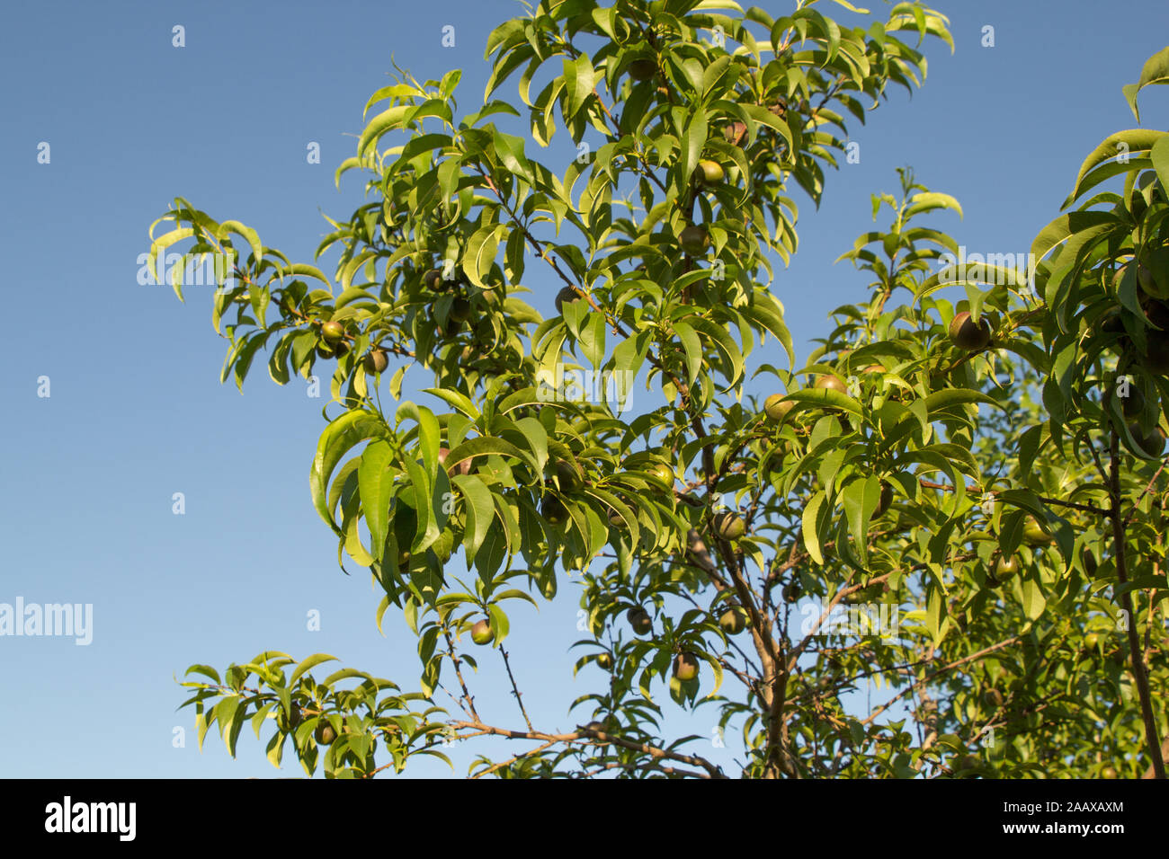 Unreifer Pfirsich auf dem Ast im Garten in der Landschaft Stockfoto