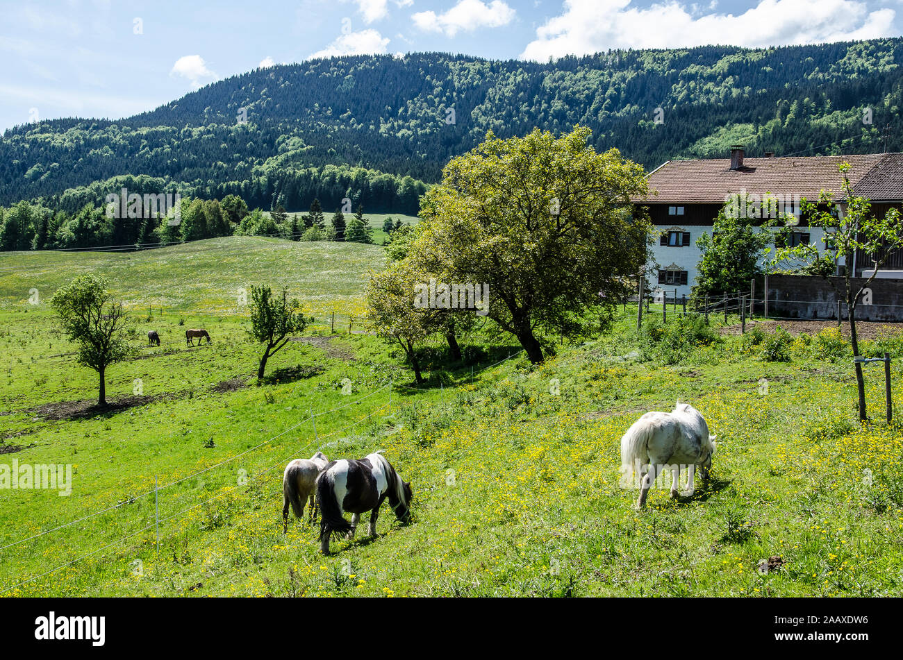 Pferde auf einer Wiese in Bayern Stockfoto