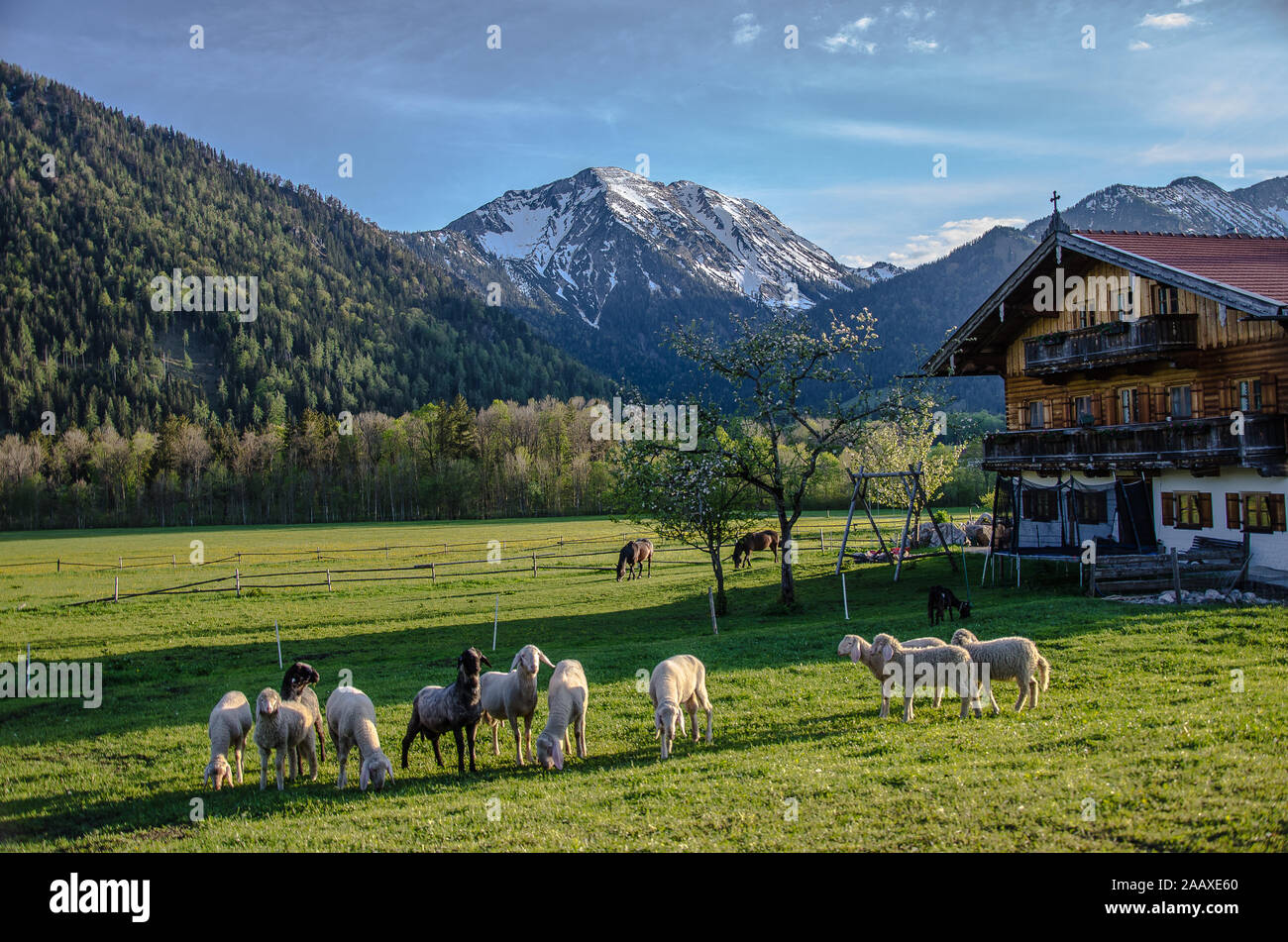 Schafe auf einem Bauernhof in Oberbayern Stockfoto