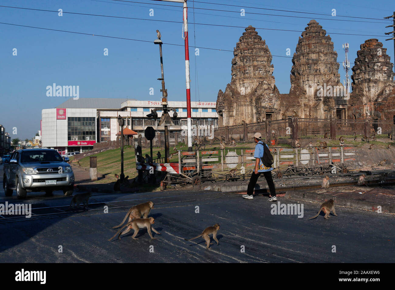 Affen laufen über die Straße während der 31. jährlichen Monkey Buffet Festival an der Phra Prang Sam Yot Tempel in Lopburi Provinz, nördlich von Bangkok, Thailand. Stockfoto