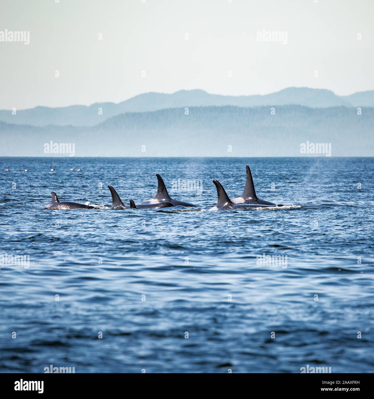 Schwertwale pod in British Columbia, Kanada Stockfoto