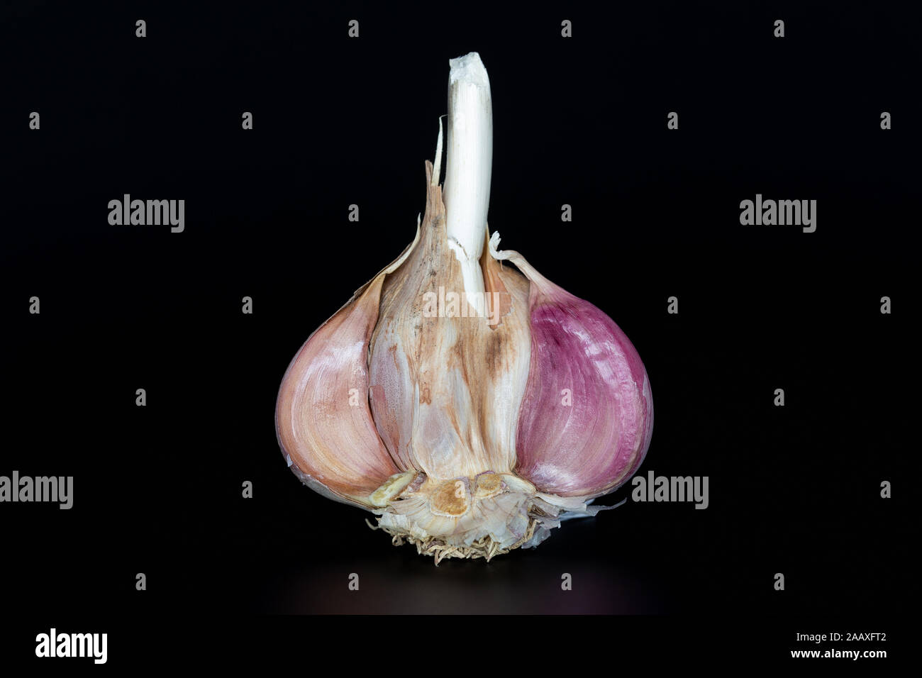 Leiter der Knoblauch auf schwarzem Hintergrund closeup Stockfoto