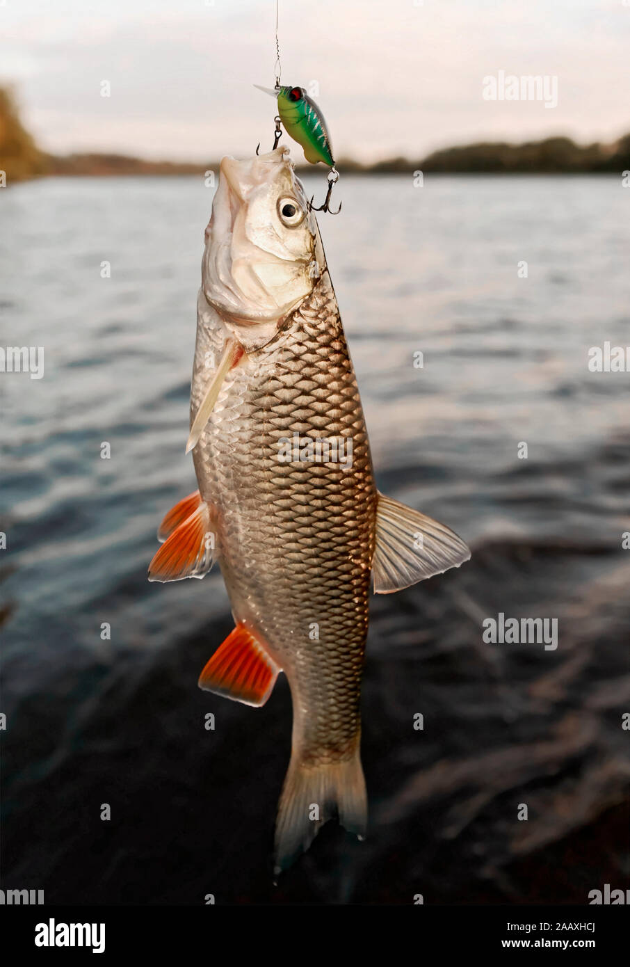 Dbel gefangen auf einem Kunststoff Kder, getnten Bild Stockfotografie -  Alamy